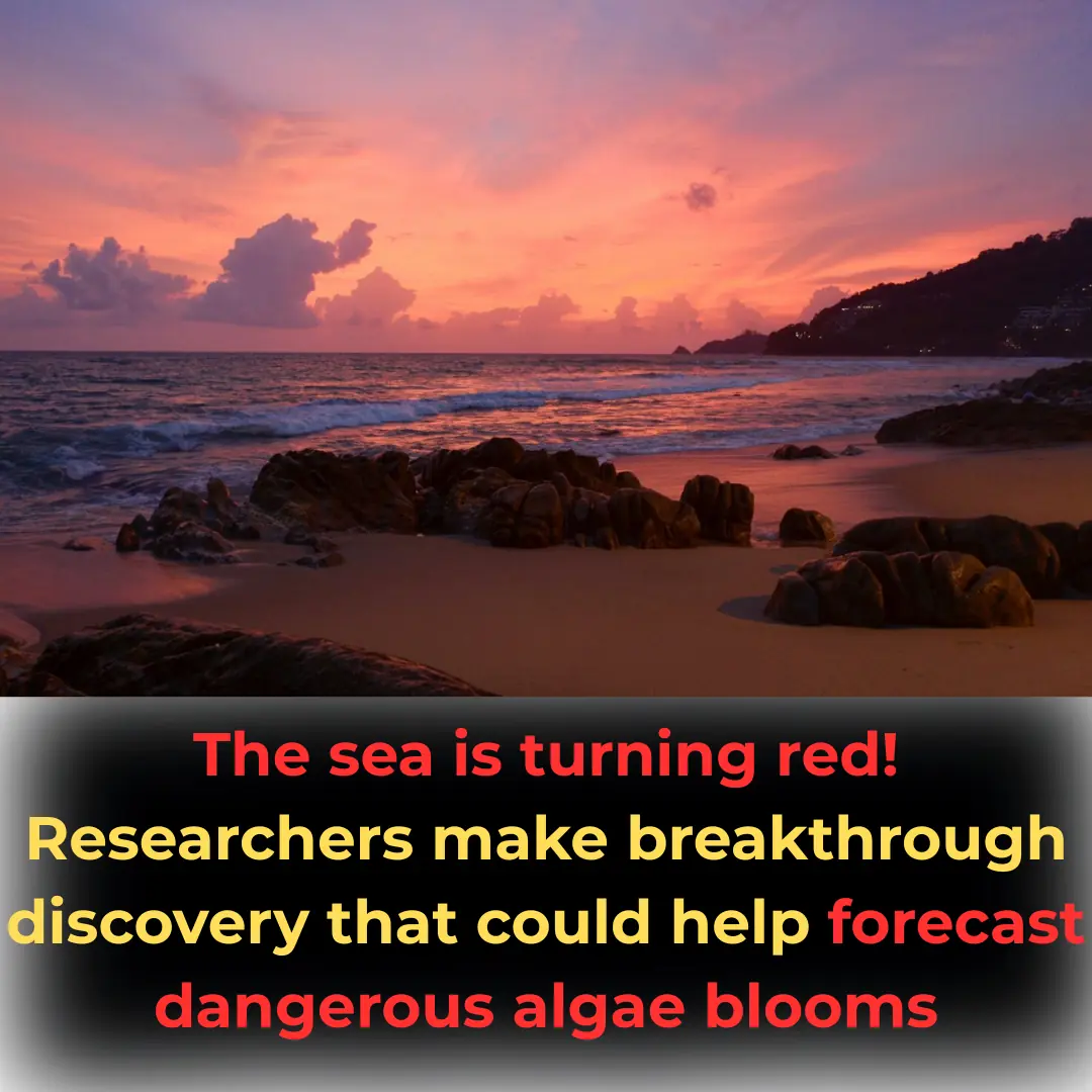 The sea is turning red! Researchers make breakthrough discovery that could help forecast dangerous algae blooms