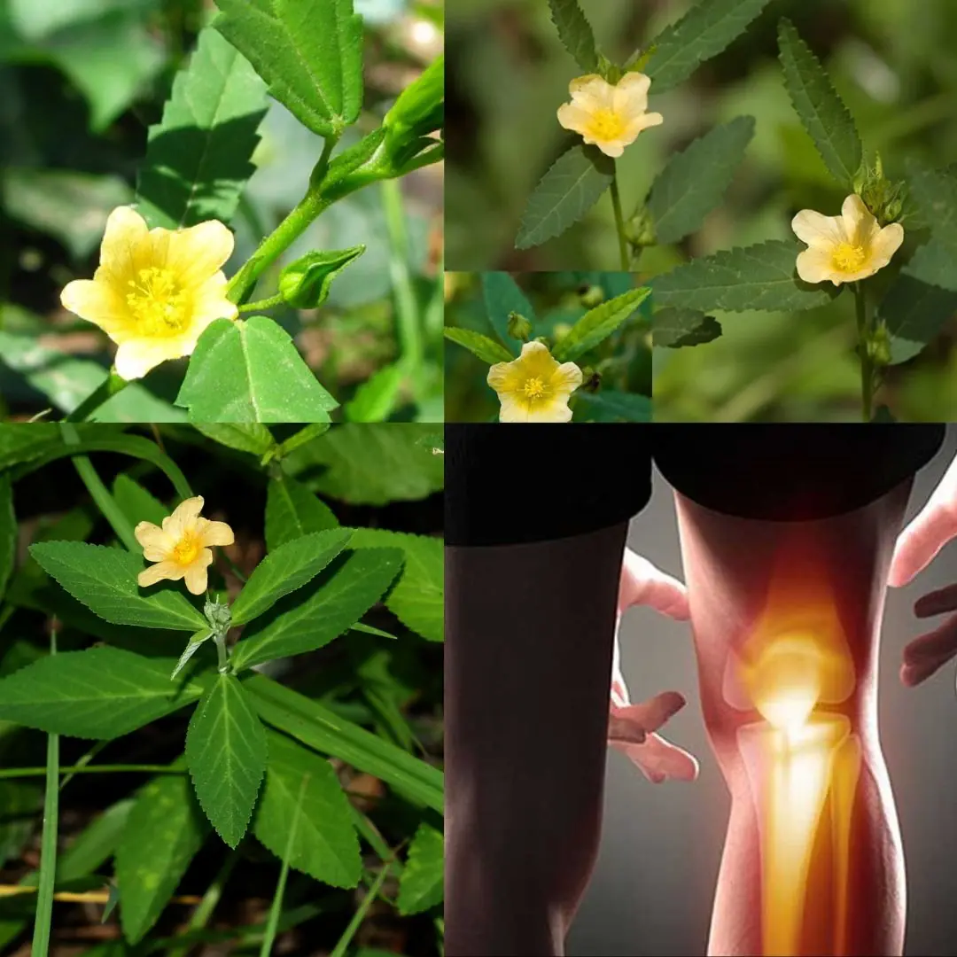 Sida Acuta: The Powerful Herb You Never Knew You Needed