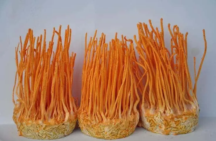 Himalayan Fungus Discovery Boosts Cancer-Fighting Power by 40 Times, Scientists Say