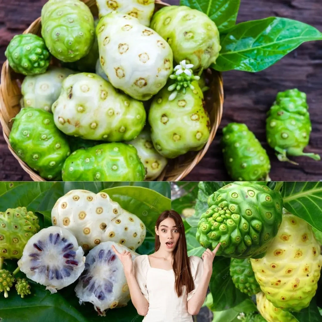 The Elixir of Life: Discover the Healing Power of Noni, Bay Leaf, and Turmeric Tea
