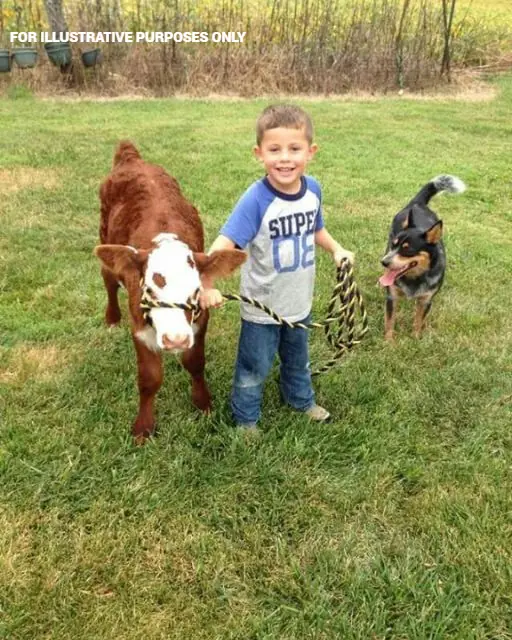 HE NAMED THE CALF “BUTTONS”—BUT ONCE THE TRUCK PULLED UP, GRANDPA WOULDN’T LOOK HIM IN THE EYE