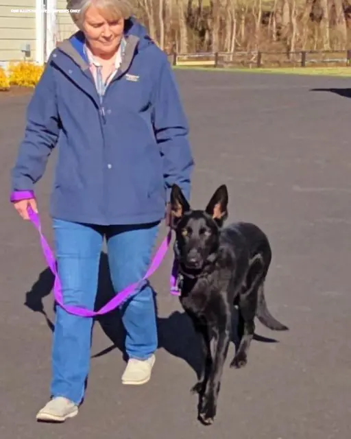 WE TOOK OUR DOG FOR ONE LAST WALK—BUT THEN HE DID SOMETHING WE’LL NEVER FORGET IN A LIFETIME