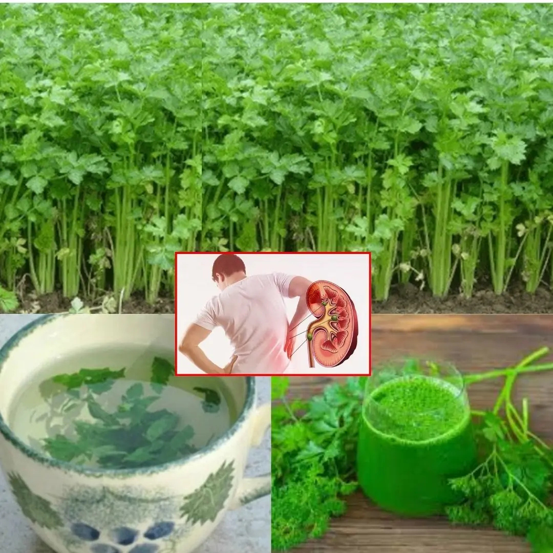 🌿 Ancient Herbal Infusion to Cleanse Your Kidneys and Eliminate Toxins