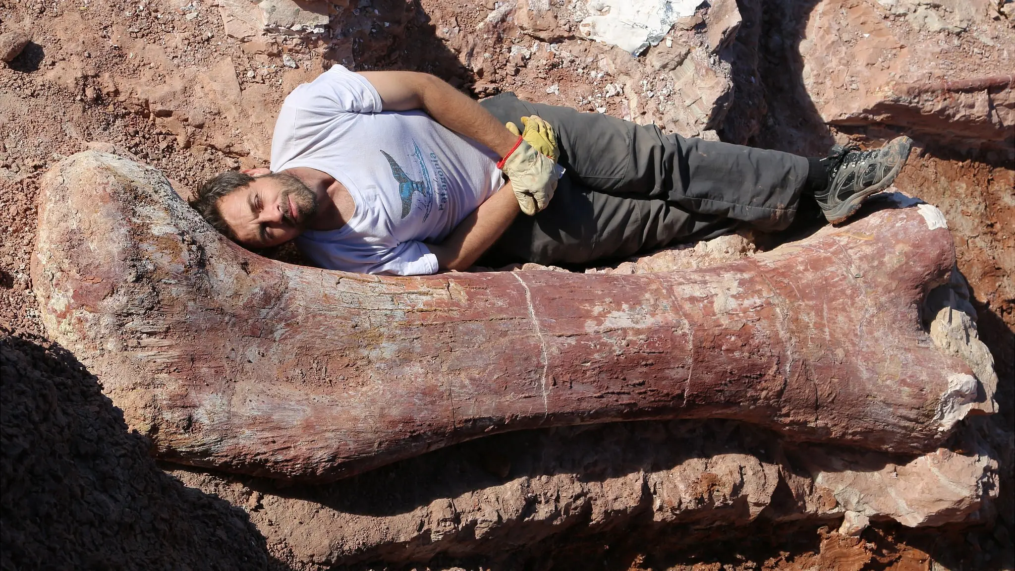 Largest Dinosaur Ever Discovered in Argentina: New Titanosaur Fossil Unearthed