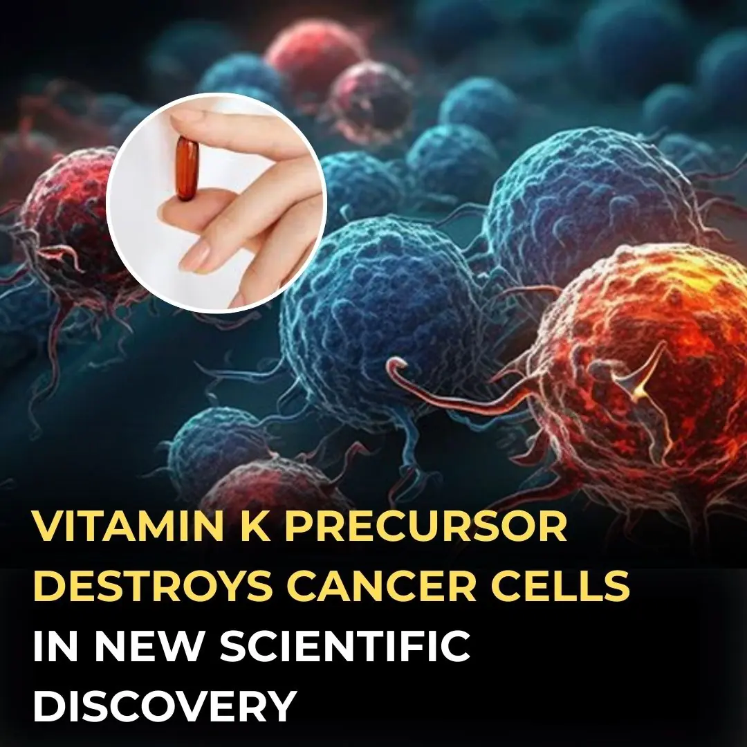 Vitamin K Precursor Found to Target and Destroy Cancer Cells in Latest Research