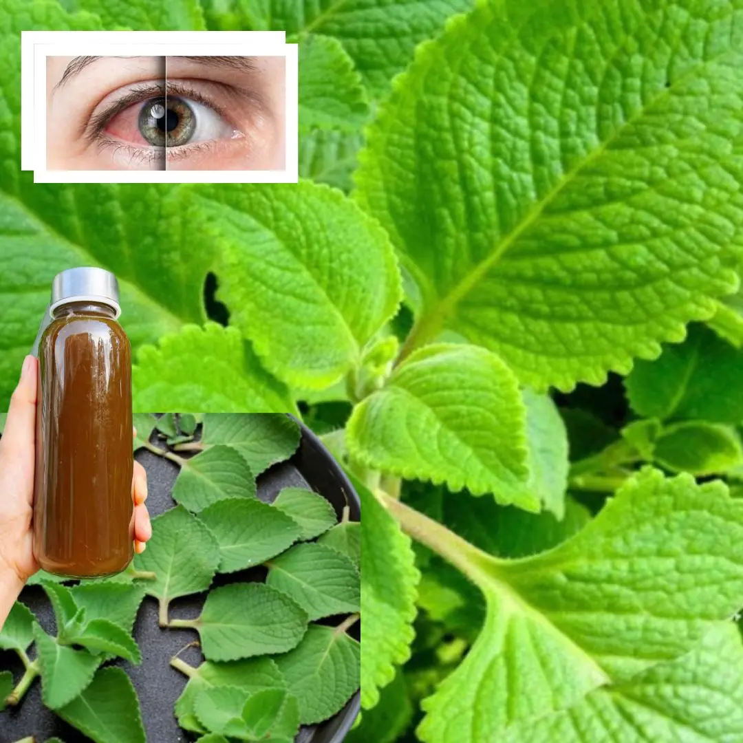 🌿 18 Reasons Why Oregano (Orégano Orejón) Should Be a Staple in Your Home