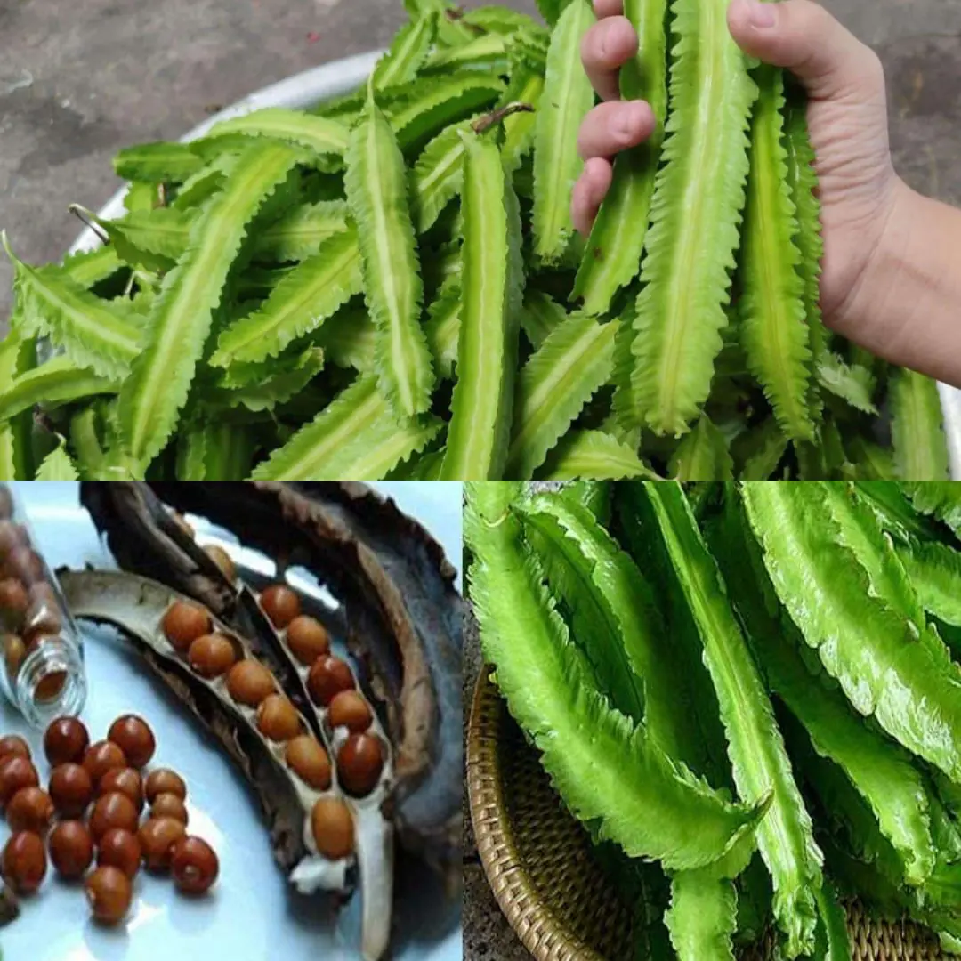 The Amazing Health Benefits of Winged Beans