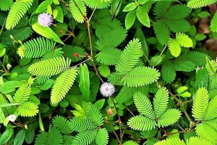 This Psychedelic Root from Brazil May Be Able to Treat Depression
