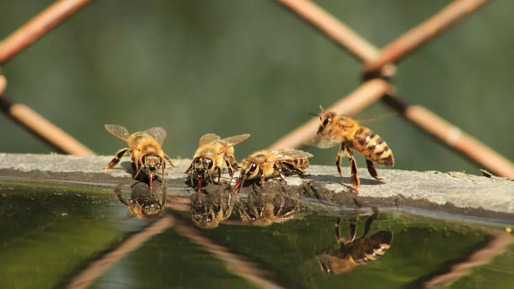 Drunk Bees? How Fermented Nectar Affects Honeybees in Australia