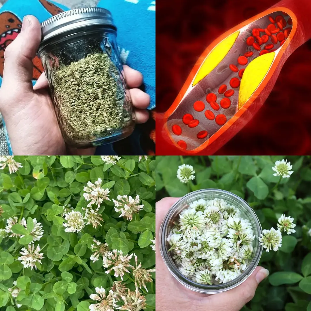 White Clover (Trifolium repens): 15 Benefits and Homemade Uses