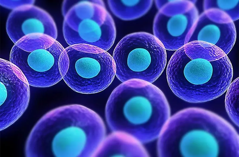 A recent study has uncovered a key switch in aging—and it all comes down to a structure inside your cells called the nucleolus