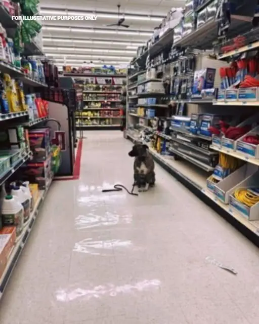 I FOUND A DOG SITTING ALONE IN THE HARDWARE AISLE—AND HER TAG SAID JUST ONE WORD