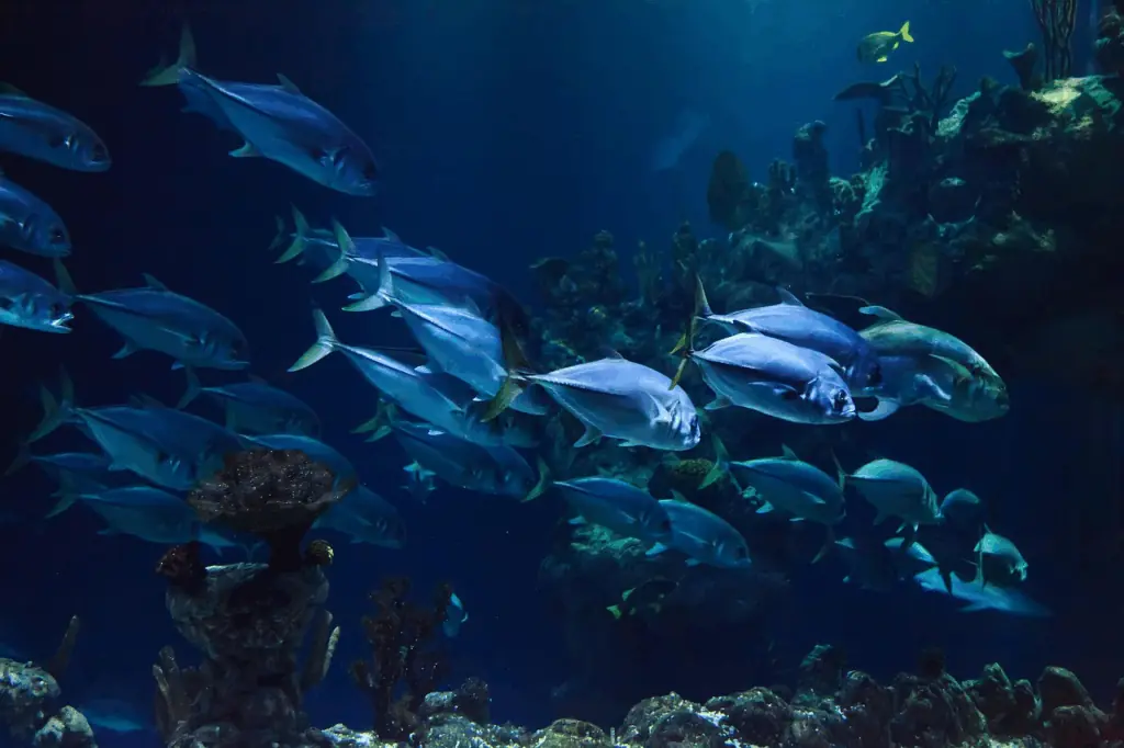 Scientists Reach Bottom Of The Red Sea — What They Found Left Them ‘Shaken’