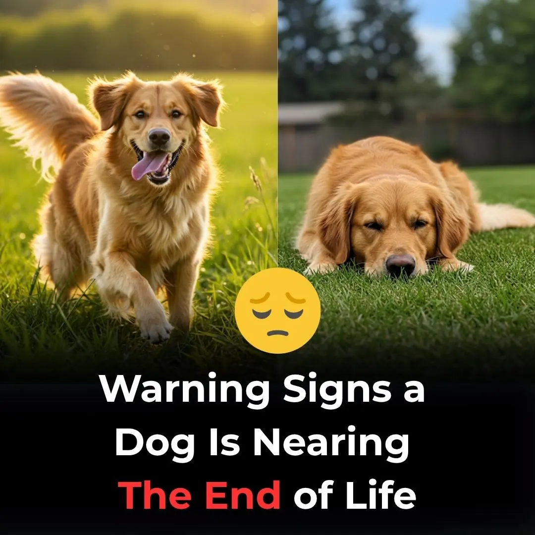 11 Heartbreaking Signs Your Dog May Be Nearing the End