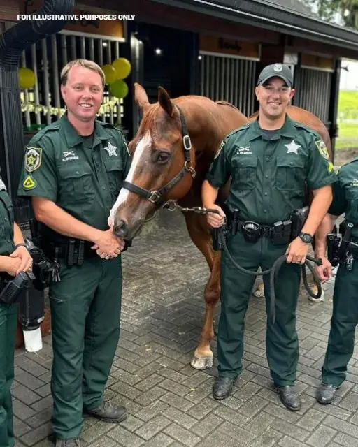 THE DAY MY HORSE SAW ONE OF THE OFFICERS AND WOULD NOT MOVE