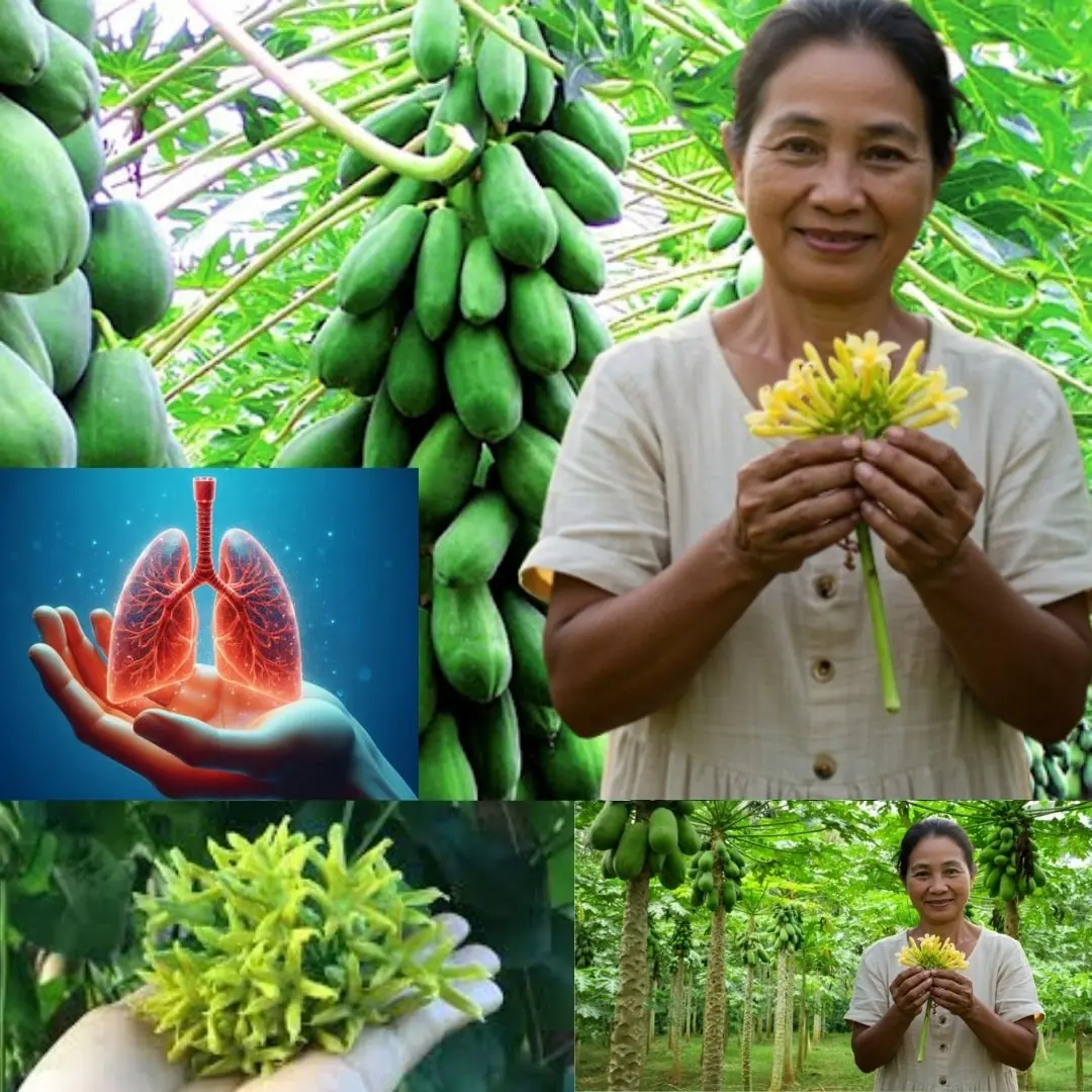 Papaya Flowers Soaked in Honey: A Potent Natural Remedy