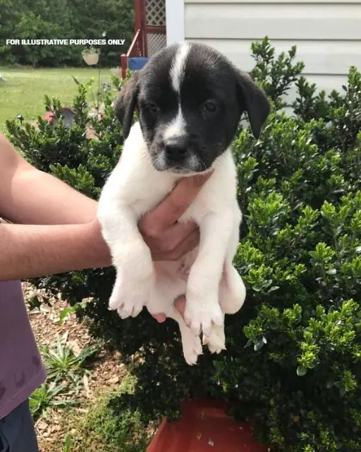 WE KEPT HEARING STRANGE NOISES OUTSIDE—AND WHEN WE FINALLY CHECKED, THIS IS WHAT WE FOUND