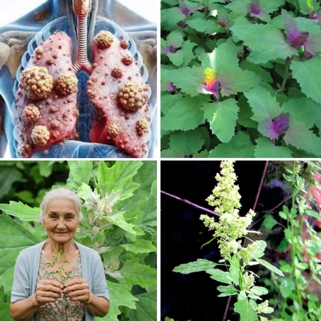 Discover the Power of Lamb’s Quarters: A Superfood You Shouldn’t Ignore