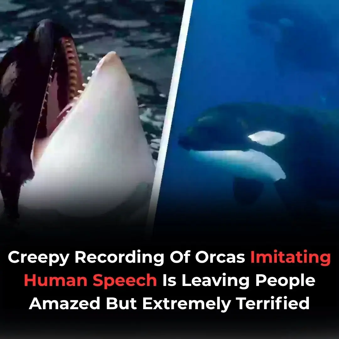 Creepy Orca Recordings Mimicking Human Speech Leave Listeners Amazed And Terrified