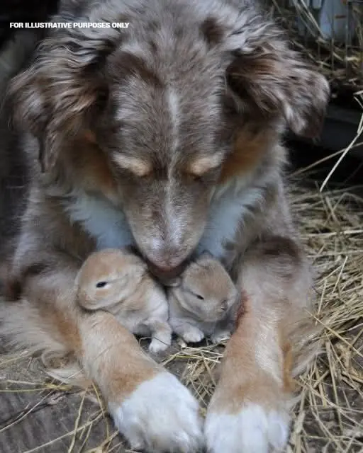 I CAUGHT MY DOG HIDING SOMETHING—AND IT CHANGED EVERYTHING I THOUGHT I KNEW