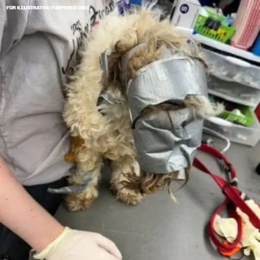 Heart-Wrenching Rescue: Dog Discovered in Dumpster Wrapped in Duct Tape