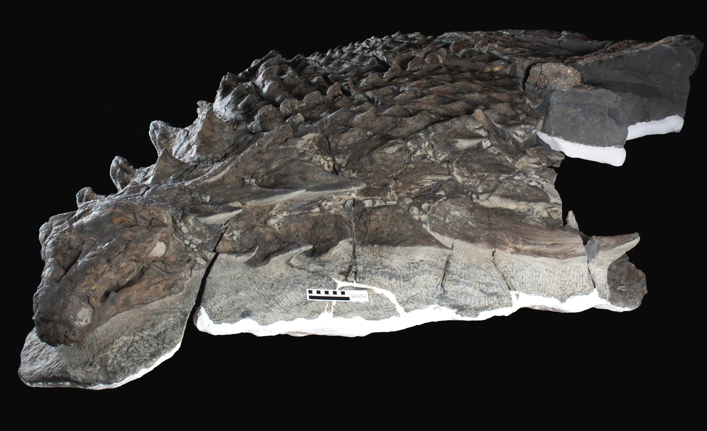 Meet Borealopelta markmitchelli: The Best-Preserved Dinosaur Fossil Ever Discovered