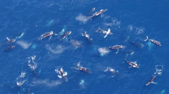 Humpback Whales Are Gathering in Giant Super-Pods—Here’s What Scientists Think It Means