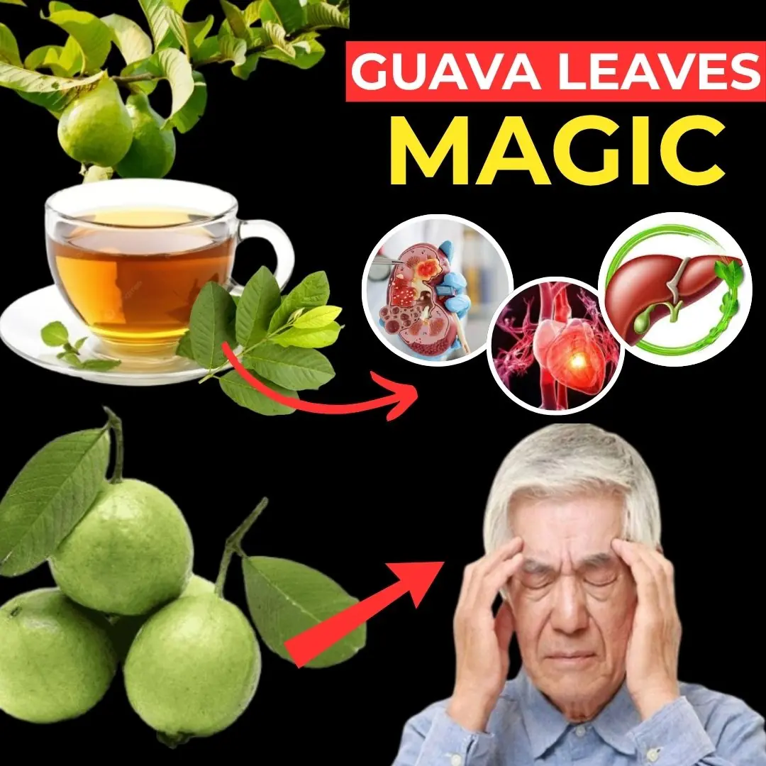 Incredible Benefits of Guava Leaves | 11 Reasons To Drink Guava Leaf Tea Daily