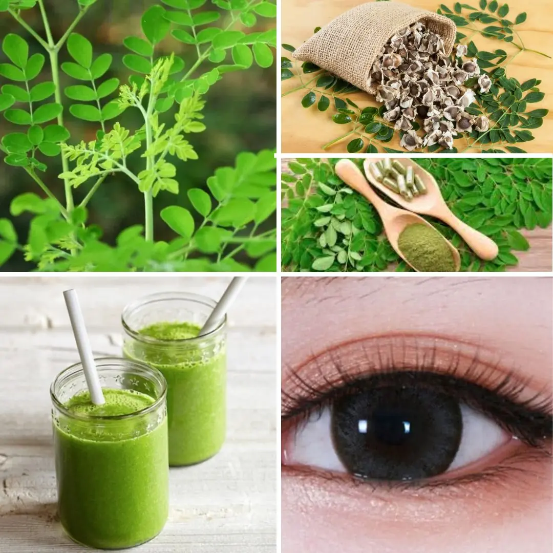 The Miracle Tree: 10 Science-Backed Benefits of Moringa and How to Use It