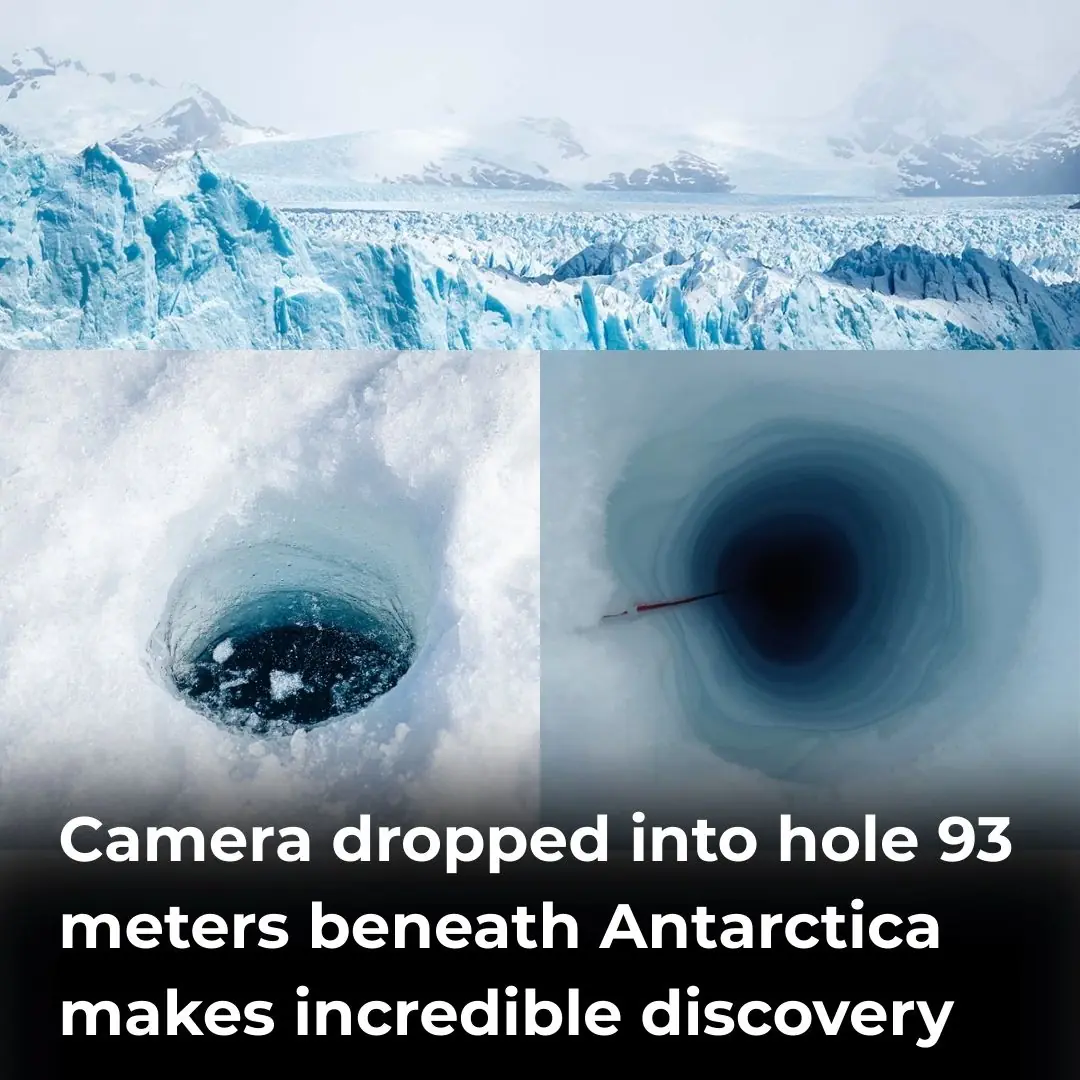 Camera Lowered Into Hole 93 Meters Beneath Antarctica Makes Stunning Discovery