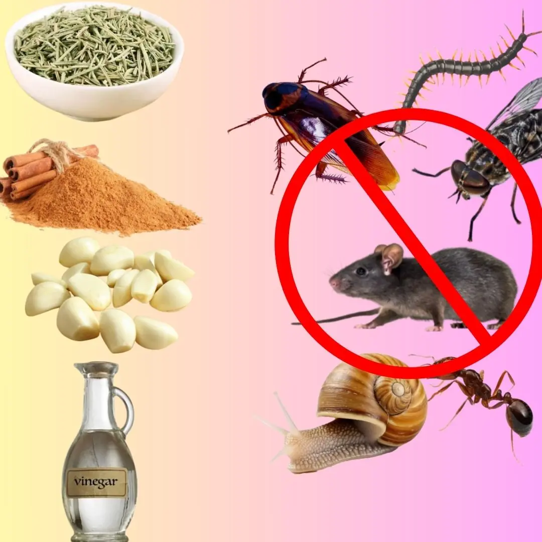 Natural Pest Repellent: Keep Your Home and Garden Safe Without Harsh Chemicals