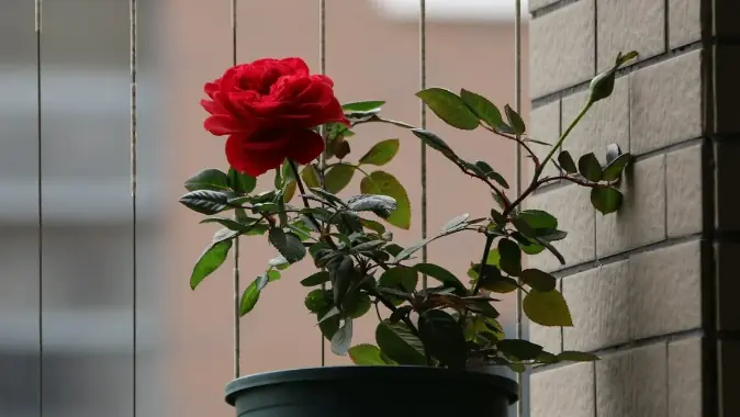 Dad Breaks Grieving Son's Potted Rose with Late Mom's Ashes Mixed into the Soil