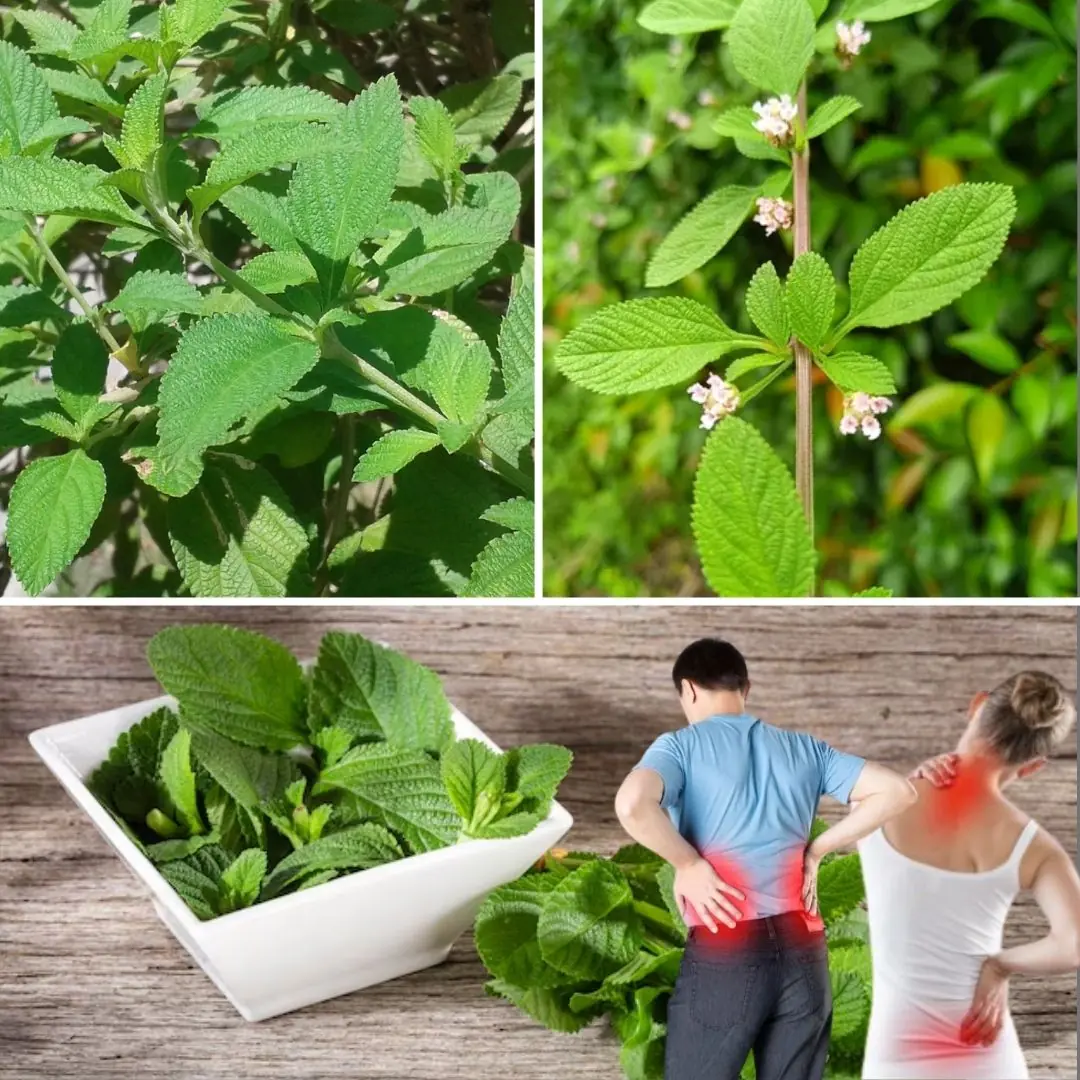 Pronto Alivio: Benefits, Medicinal Uses, and How to Prepare Its Infusion