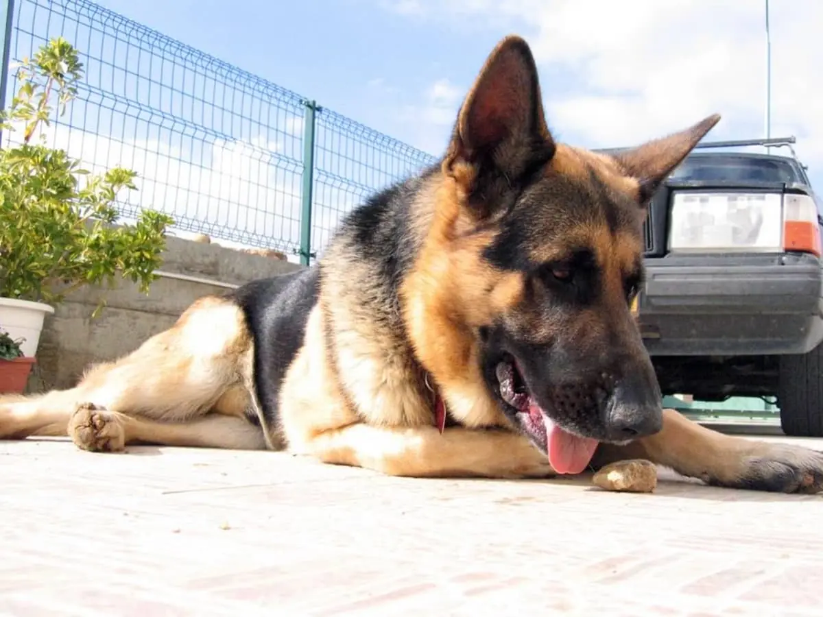 My Dog Wouldn't Stop Howling When the Kids Left with My Mother-in-Law — I Had to See Why