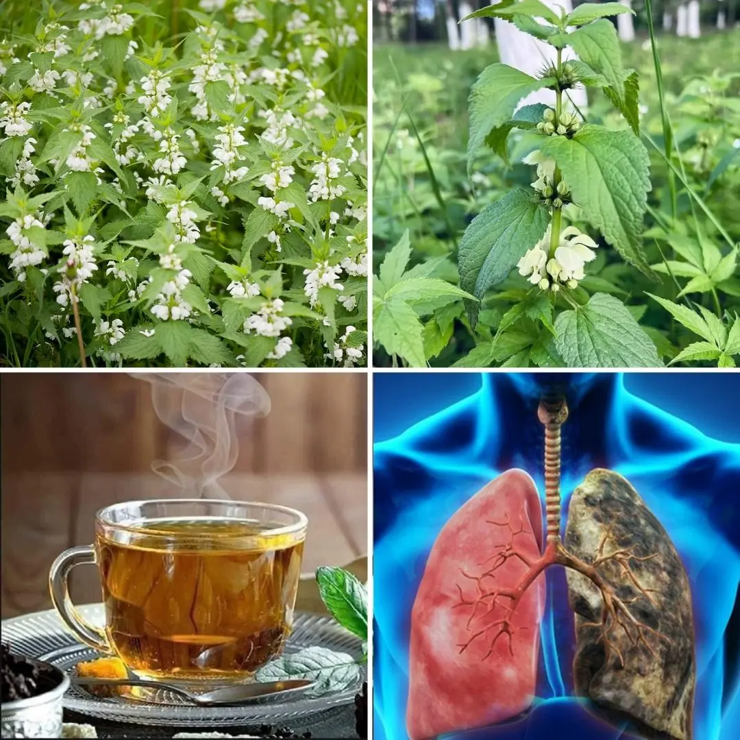 White Deadnettle (Lamium album): 10 Powerful Benefits and Homemade Uses