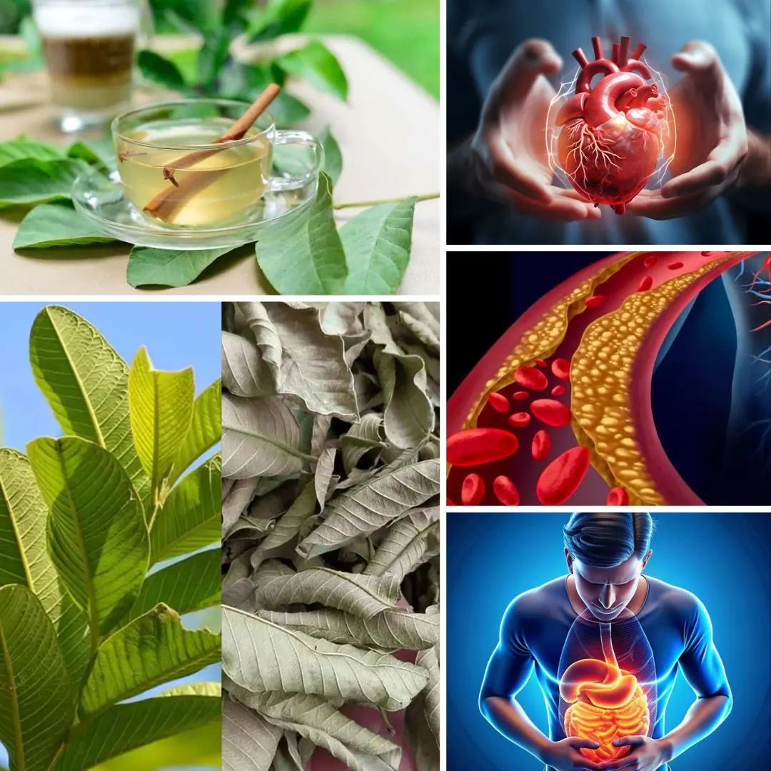 Guava Leaves: Surprising Health Benefits and Safe Uses for Seniors