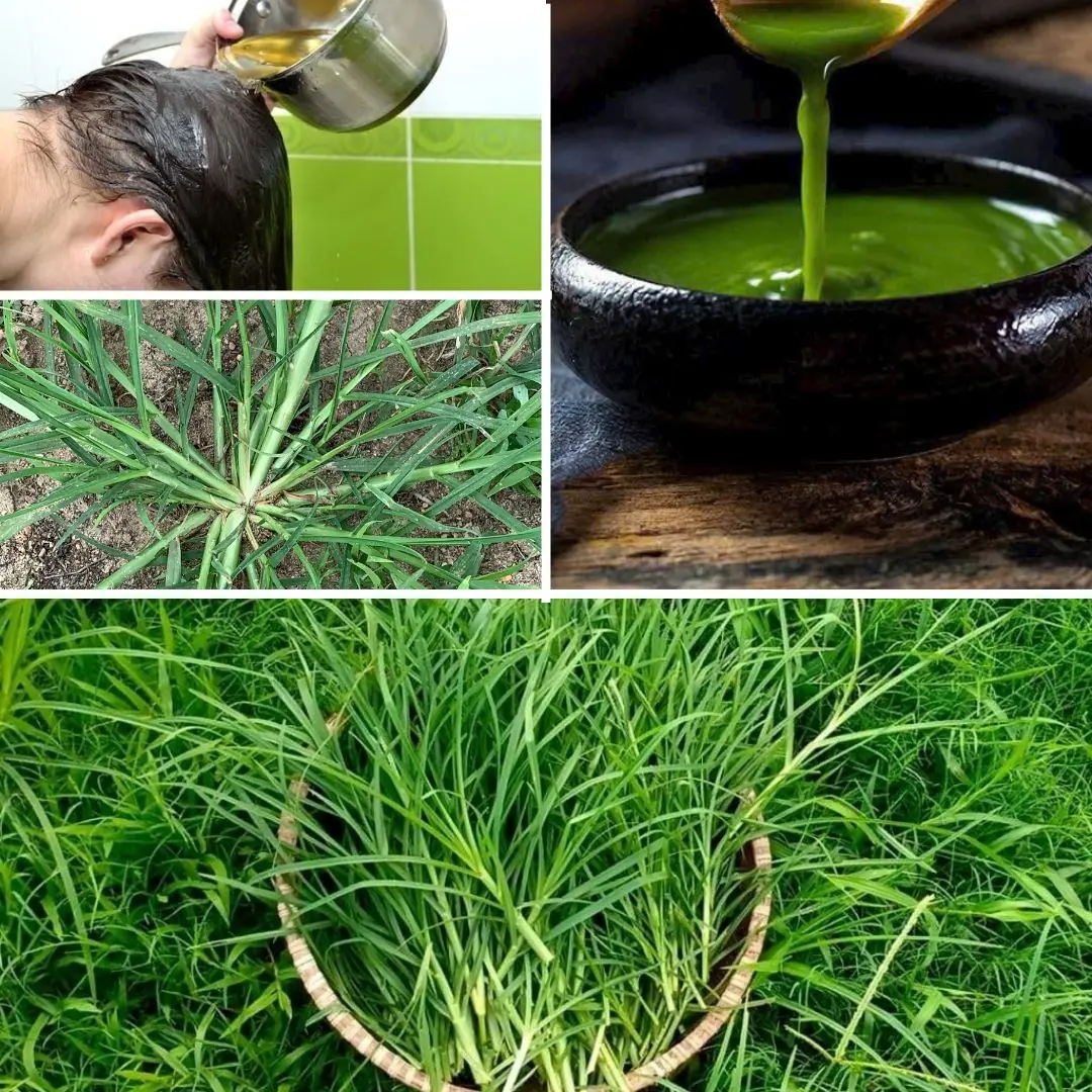 Discover the Power of Crabgrass: A Surprising Superfood with Remarkable Health Benefits