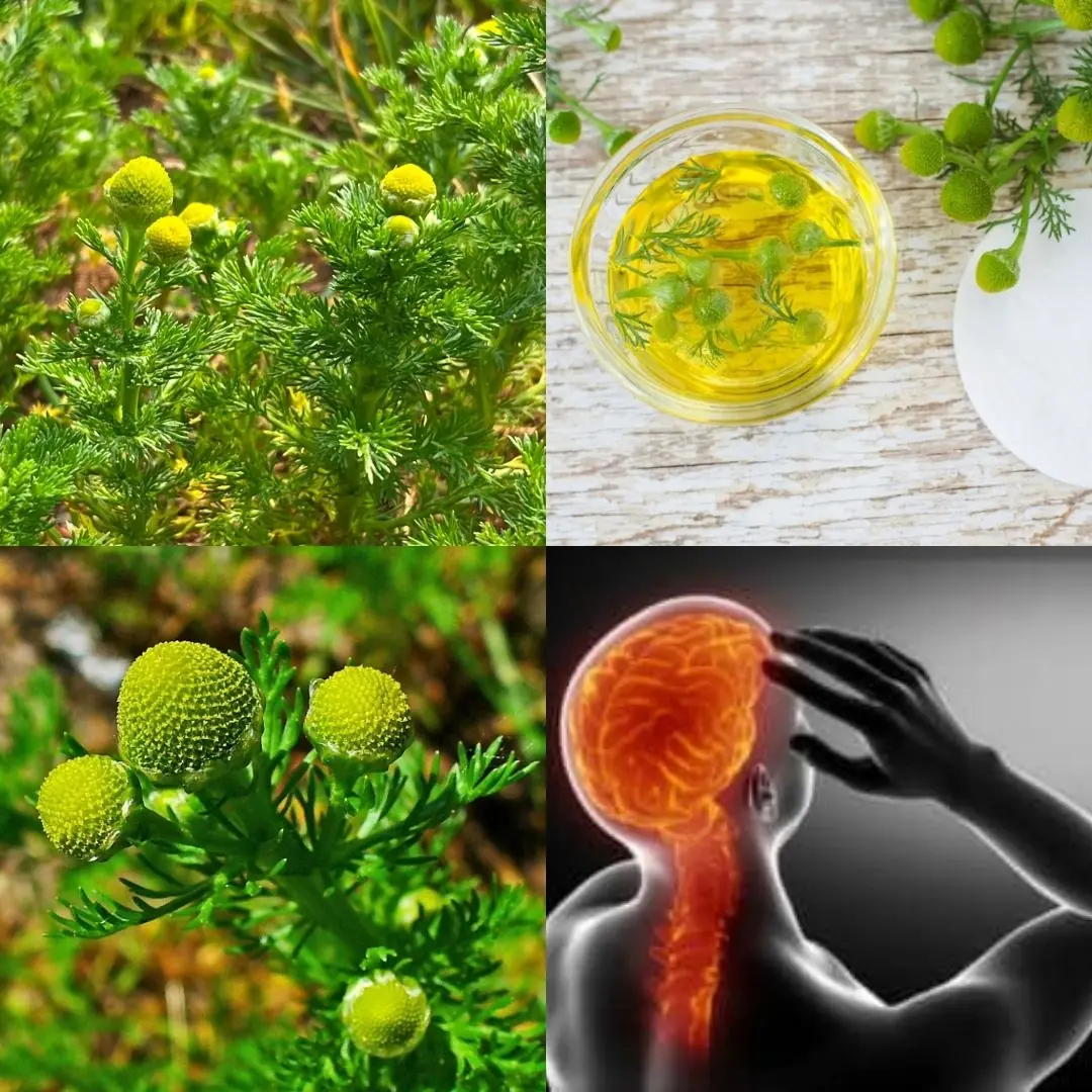 Discover Nature’s Hidden Gem: The Surprising Powers of Pineapple Weed