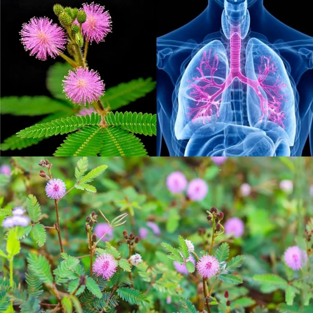 The Hidden Power of Mimosa Pudica: 30 Benefits and Homemade Uses