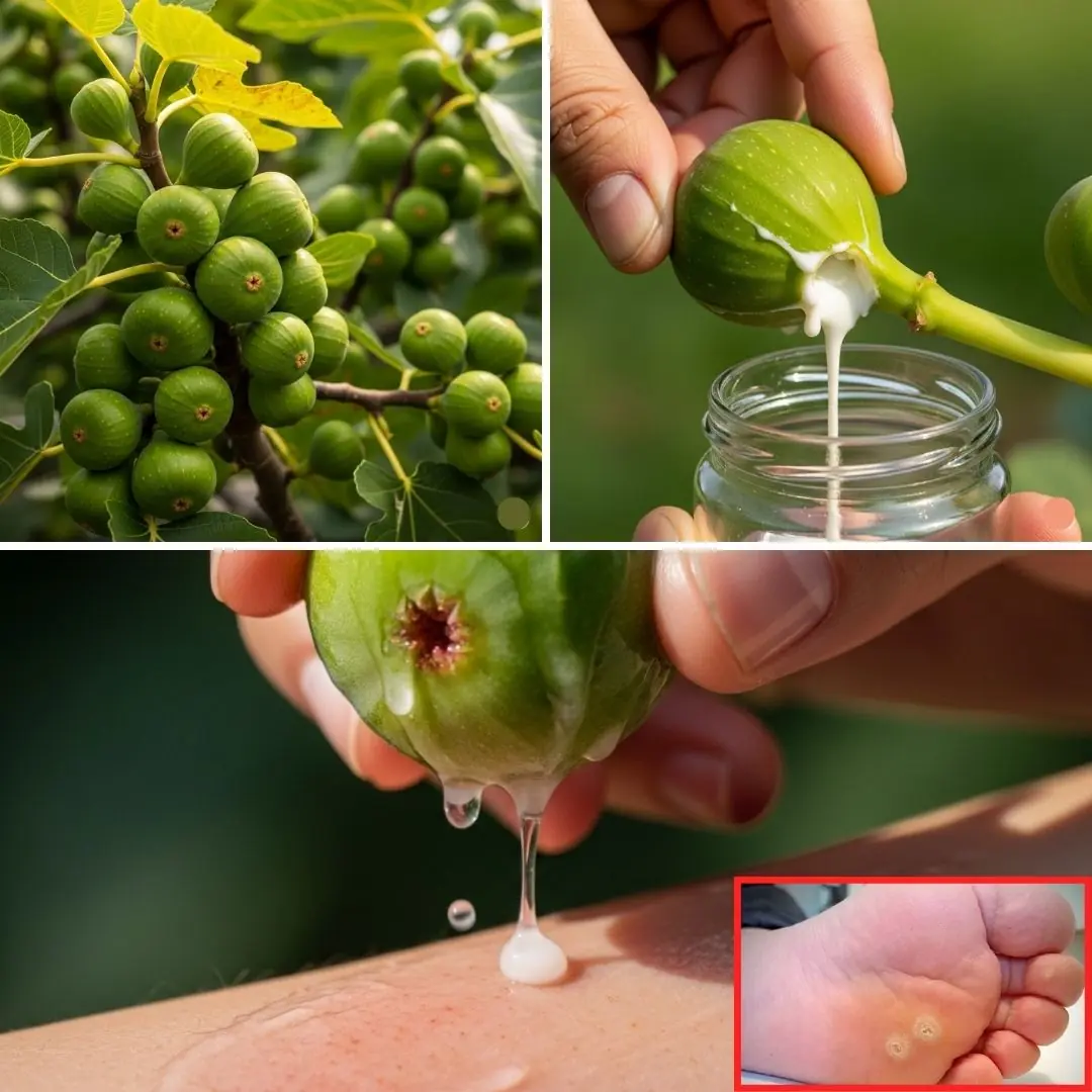 Fig Sap: Nature’s Quiet Remedy for Skin, Digestion & Everyday Wellness