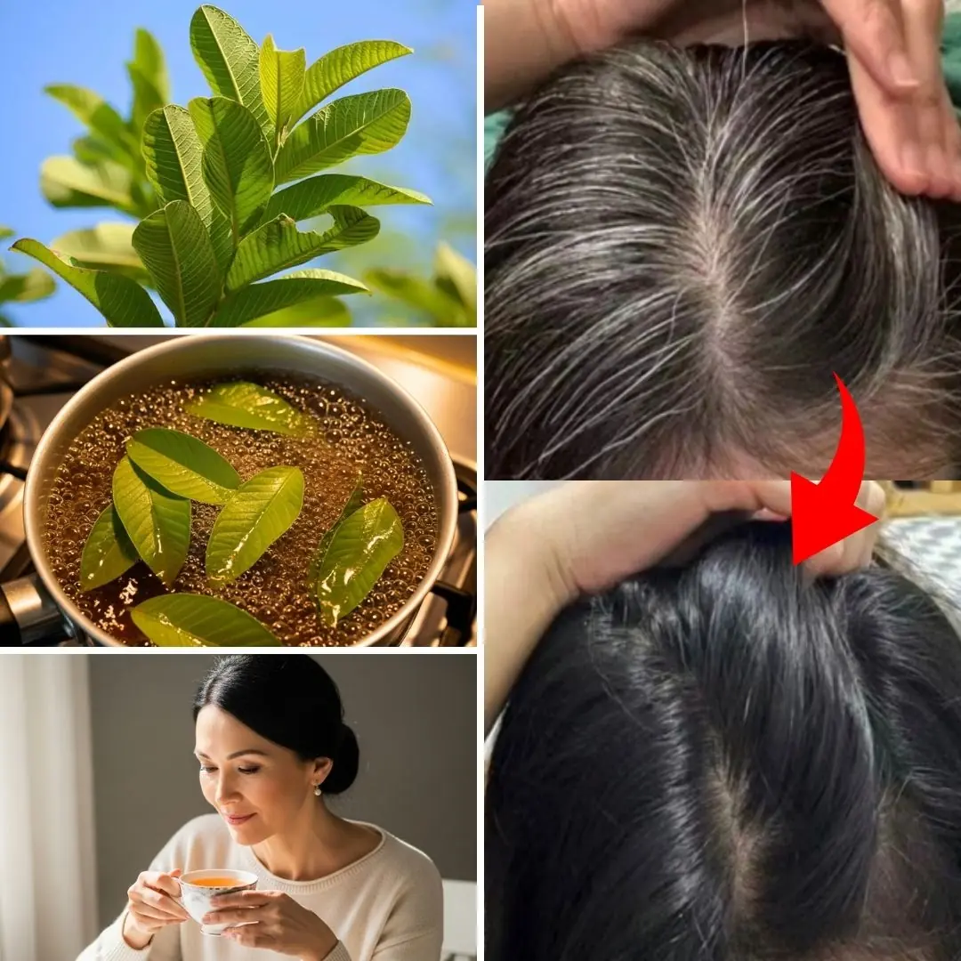 Can Guava Leaves Help with Gray Hair and Hair Growth? Exploring Natural Solutions