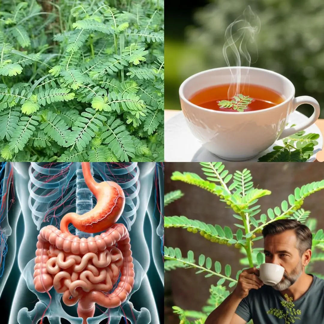 The Stonebreaker Plant (Phyllanthus niruri): Nature’s Natural Remedy for Liver and Kidney Health