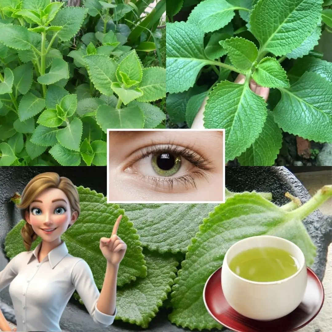 Coleus Amboinicus: The Forgotten Herb Every Home Should Know About