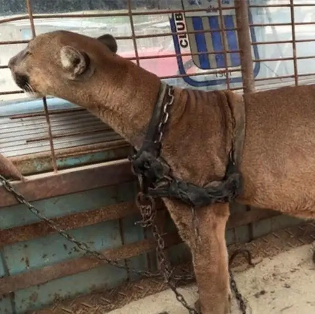 Circus lion was locked up for 20 long years, now watch his reaction when he’s released