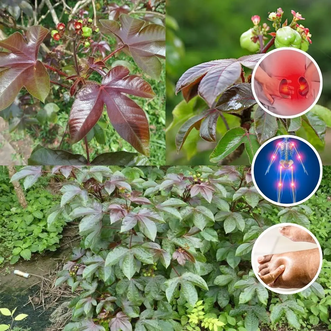 How to Use Castor Plant Leaves to Treat 12 Common Health Problems Naturally 🌿