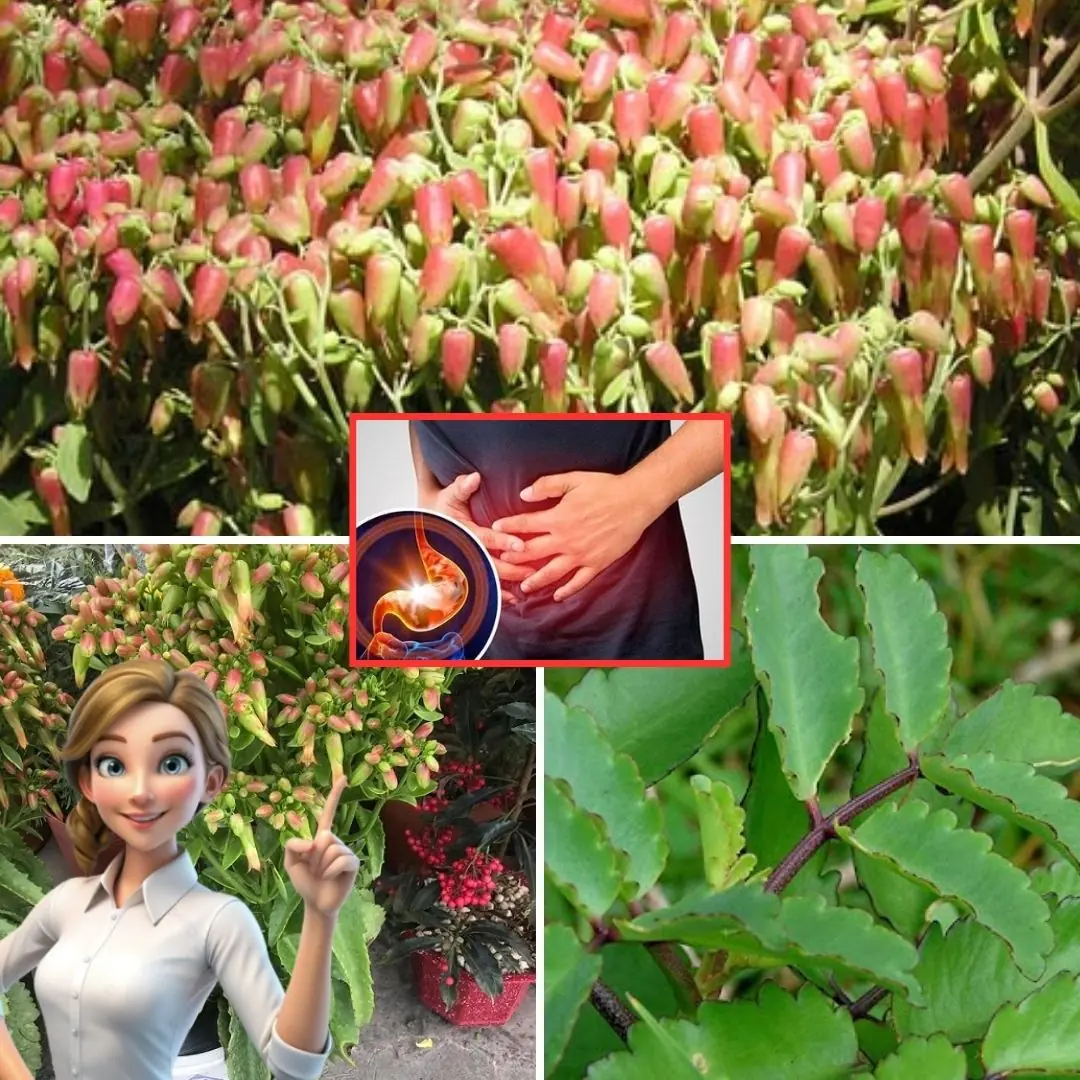 Bryophyllum Calycinum (Kalanchoe Pinnata): The Miracle Leaf with Remarkable Natural Benefits
