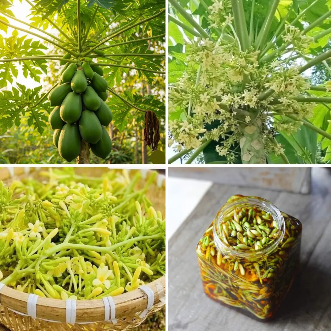 Why You Should Prepare a Jar of Papaya Flowers Soaked in Honey This Winter