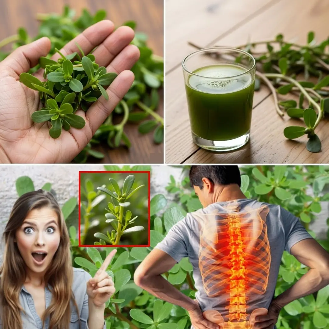 How Purslane Can Transform Health for Seniors Over 50: 7 Unexpected Benefits