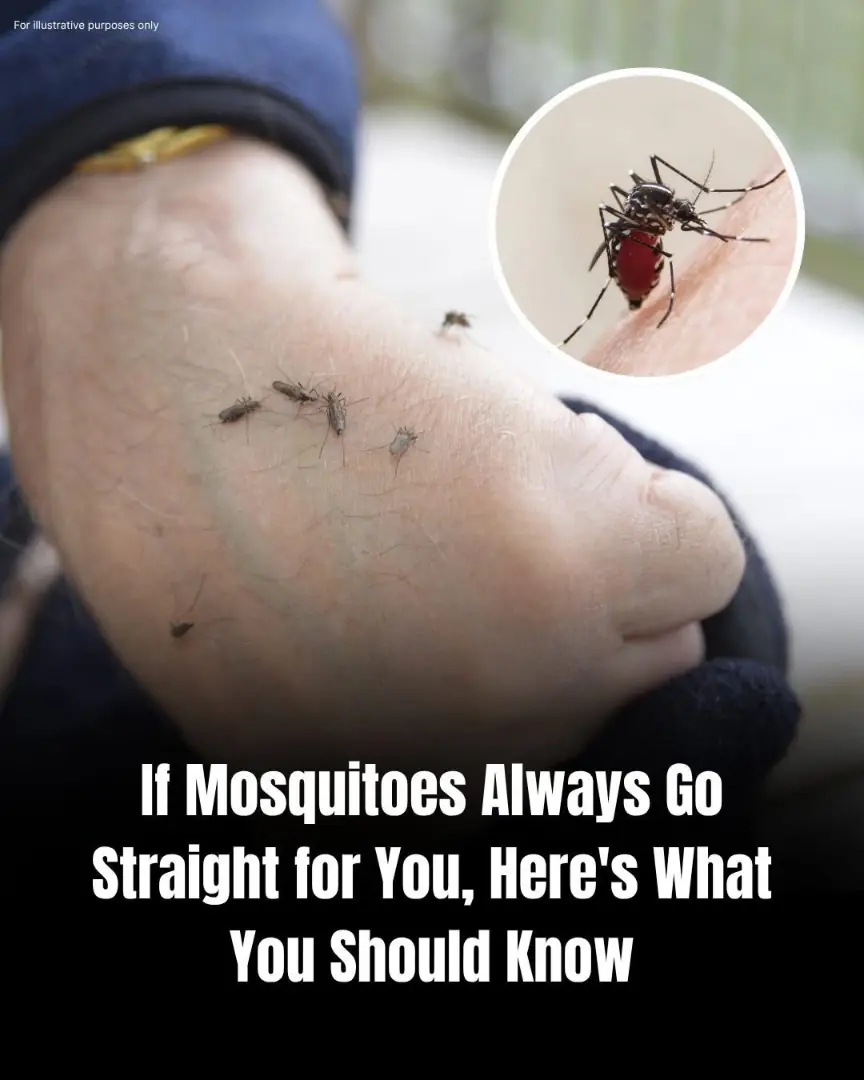 Why Mosquitos But Some People More Than Others