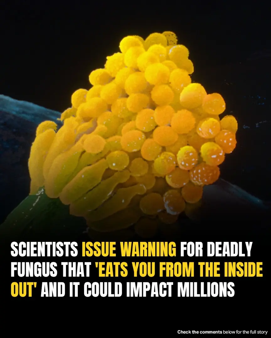 Aspergillus Fungus Threatens Millions As It Spreads Due To Climate Change, Scientists Warn